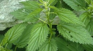 Decocciones de hierbas para el tratamiento de las venas varicosas.