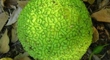 recetas de infusiones para el tratamiento de las varices