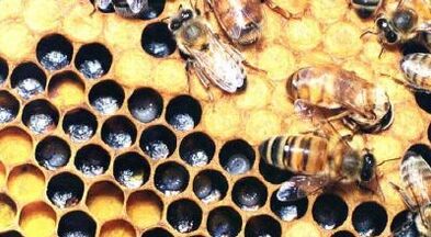 tratamiento de venas varicosas con productos apícolas